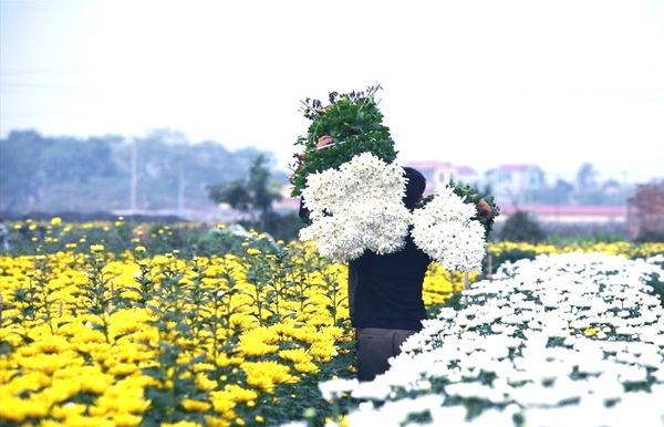 lang-hoa-van-thanh-da-lat