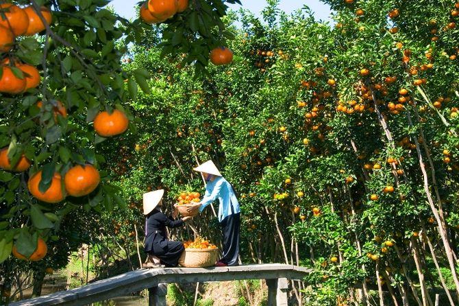vuon-trai-cay-ben-tre