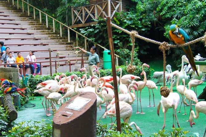 tham-quan-vuon-chim-jurong-noi-tieng-tai-singapore-7
