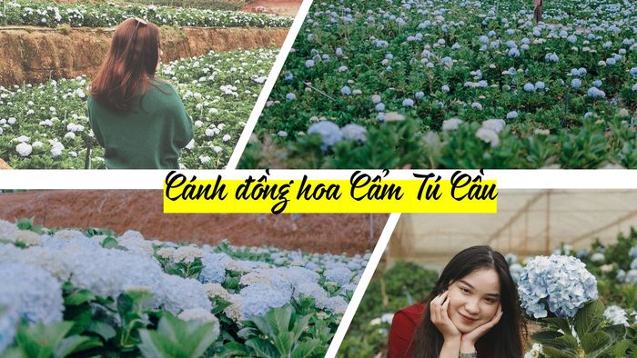 tour-du-lich-da-lat-le-2-9-3-ngay-3-dem-5
