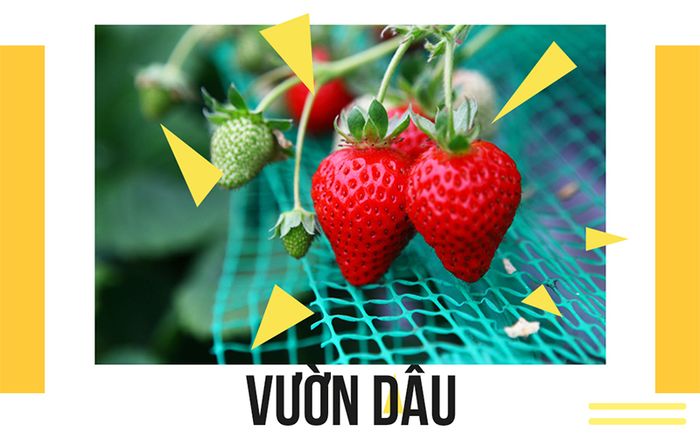 vuon-dau
