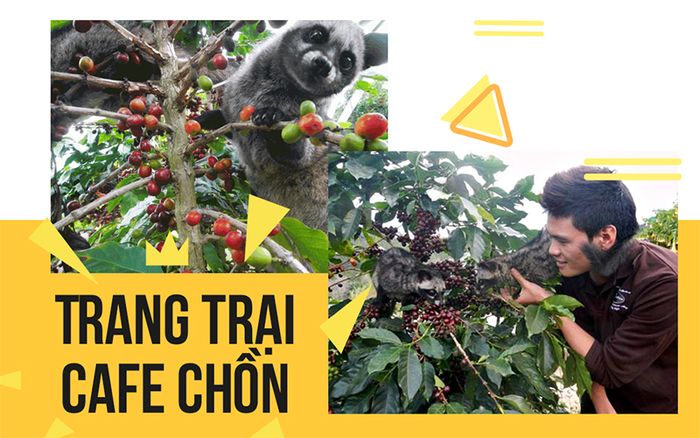 ca-phe-chon