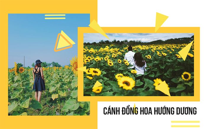 hoa-huong-duong