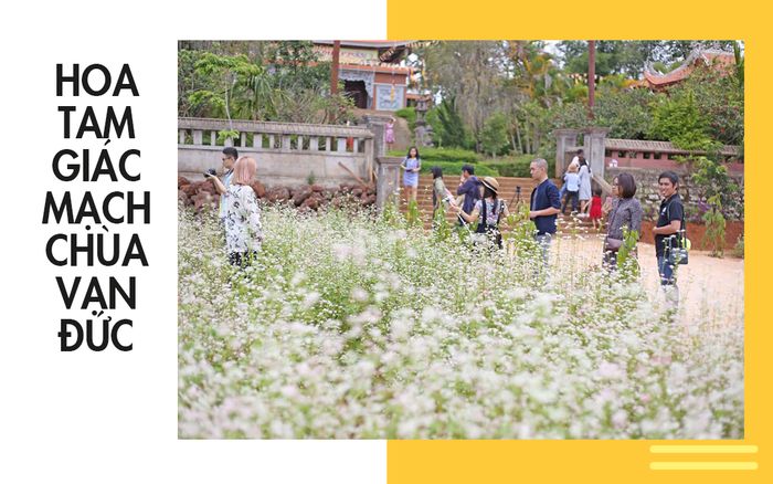 tour-du-lich-phan-thiet-da-lat-tet-nguyen-dan-4-ngay-3-dem-hoa-tam-giac-mach
