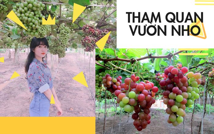 tour-du-lich-binh-hung-ninh-chu-tet-nguyen-dan-vuon-nho