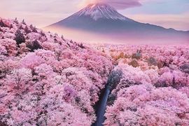 Tour Nhật Bản Mùa Hoa Anh Đào: Tokyo - Yamanashi - Ibaraki- Narita