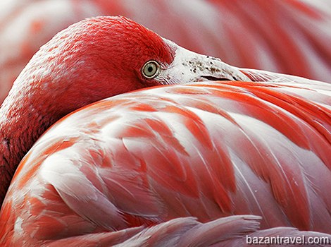 flamingo1