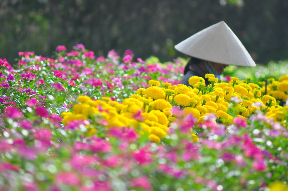 Khám phá làng hoa Hà Đông- một trong 3 làng hoa trứ danh ở Đà Lạt