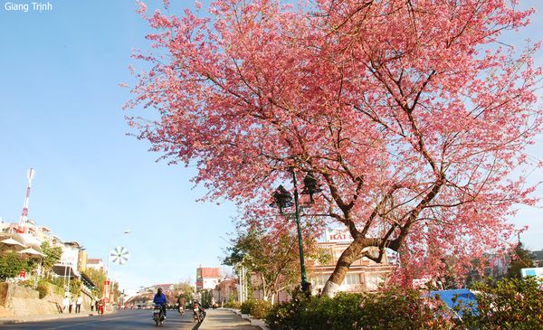 mai-anh-dao-da-lat-bazan-travel