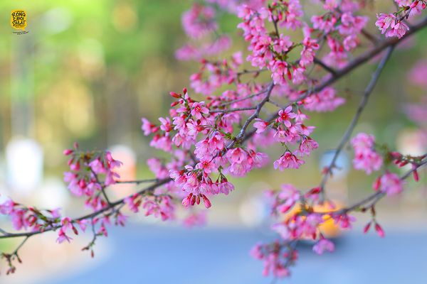 mai-anh-dao-da-lat-bazan-travel-1