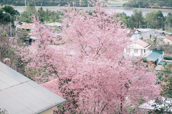 mai-anh-dao-dalat-bazan-travel-4