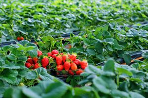 Dâu tây Đà Lạt, không chỉ là một loại trái cây !