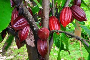 Vườn Ca cao Phong Điền, Cần Thơ