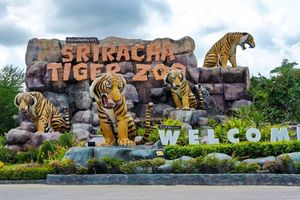 Công viên Sriracha Tiger Zoo ở Thái Lan