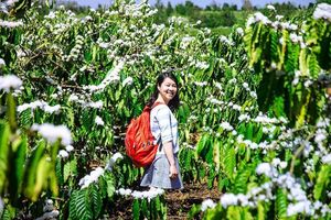 Cà phê Gia Lai – Đặc sản phố núi