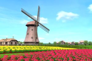Đến Hà Lan chiêm ngưỡng những cánh đồng cối xay gió tuyệt đẹp