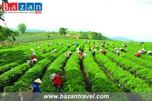 Các thương hiệu trà nổi tiếng của Bảo Lộc, nét thi vị của vùng đất đỏ Tây nguyên