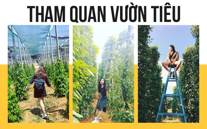 tour-bac-lieu-di-phu-quoc-team-building-gala-dinner1