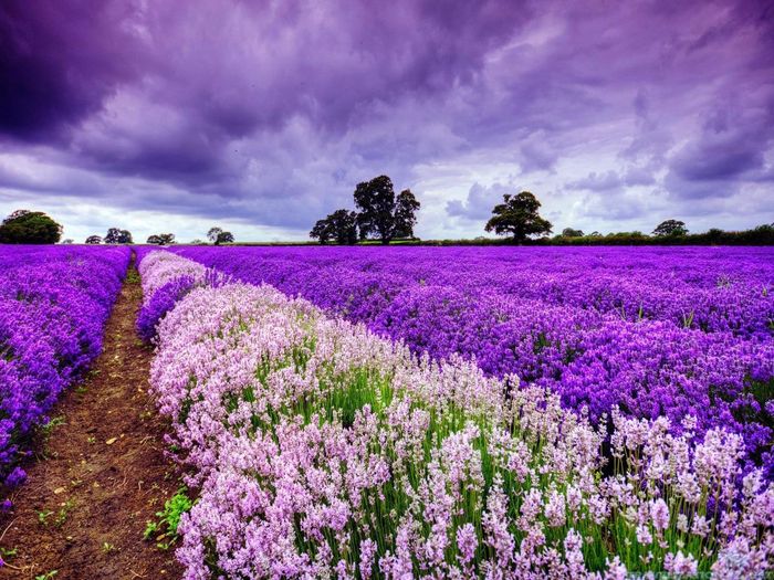 hoa-lavender-da-lat
