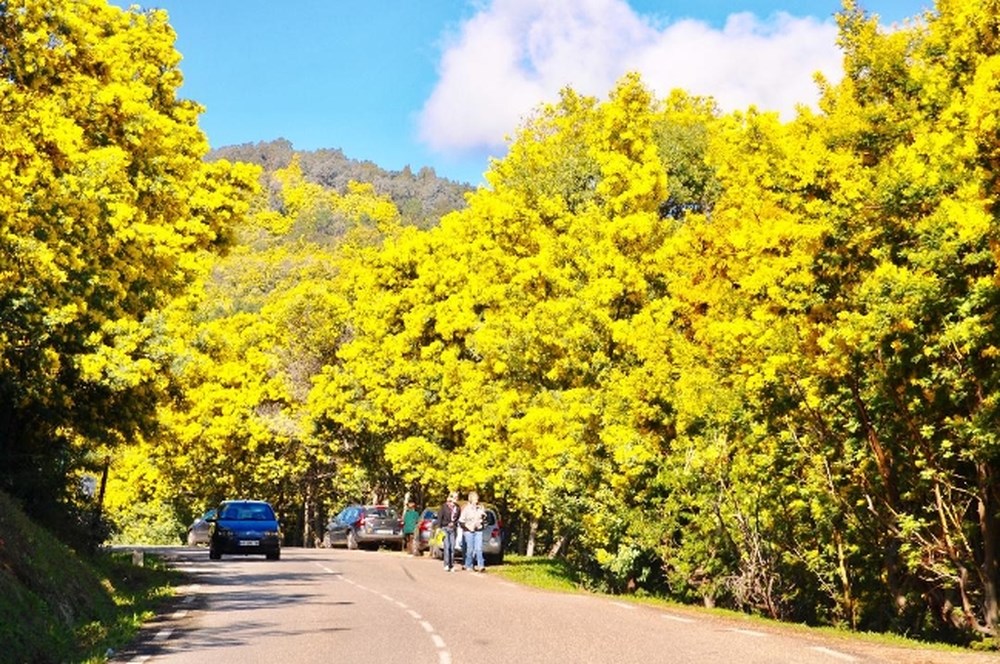 Đèo Mimosa Đà Lạt - Ấn tượng vẻ đẹp hoang sơ phố núi