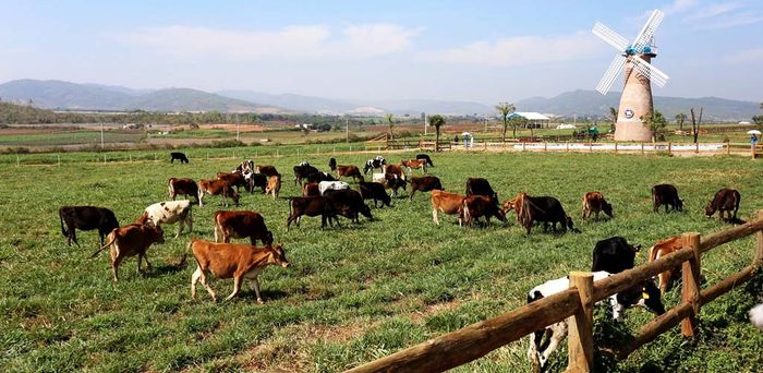 da-lat-milk-farm
