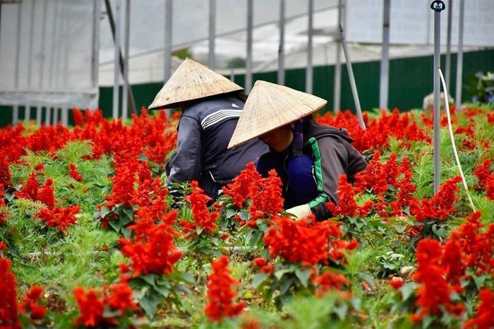 thu-hoach-hoa-lang-hoa-van-thanh
