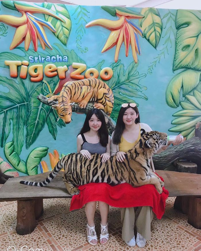 tiger-zoo