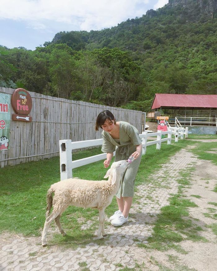 hua-hin-thai-lan-swiss-sheep-farm-4