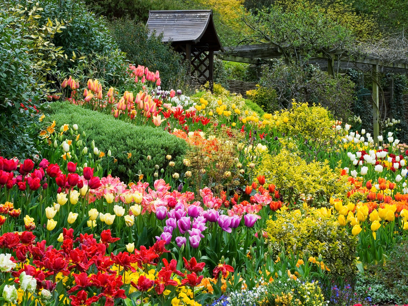Thiên đường hoa hình ảnh hoa đẹp ở đà lạt với rất nhiều loài hoa đầy màu sắc
