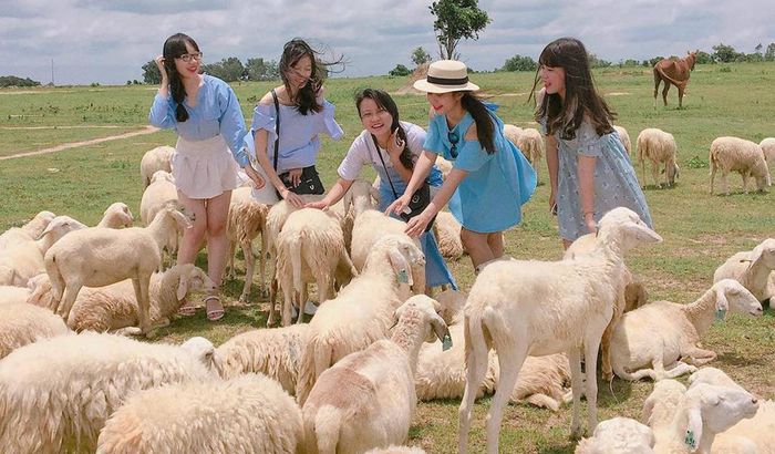 Những chú cừu dễ thương ở khu du lịch Vũng Tàu - Đồng cừu Suối Nghệ
