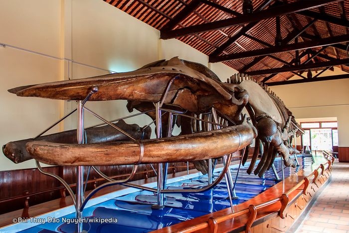 Dinh Vạn Thủy Tú với bộ xương cá voi khổng lồ