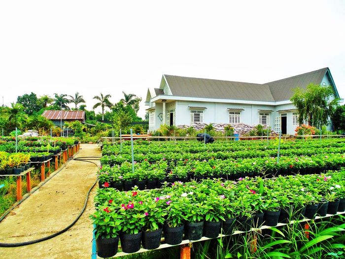 flower-village-homestay-dong-thap