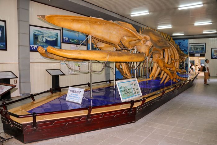 Một mẫu vật tại viện hải dương học Nha Trang