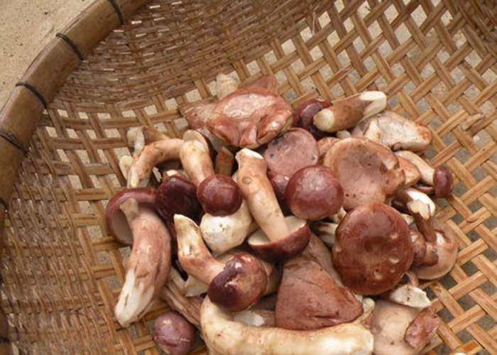 Nấm tràm Phú Quốc là đặc sản nổi tiếng