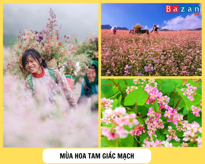 mua-hoa-tam-giac-mach