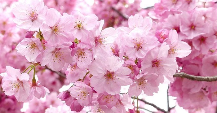 Top 10 địa điểm nổi tiếng ngắm mùa hoa anh đào Nhật Bản