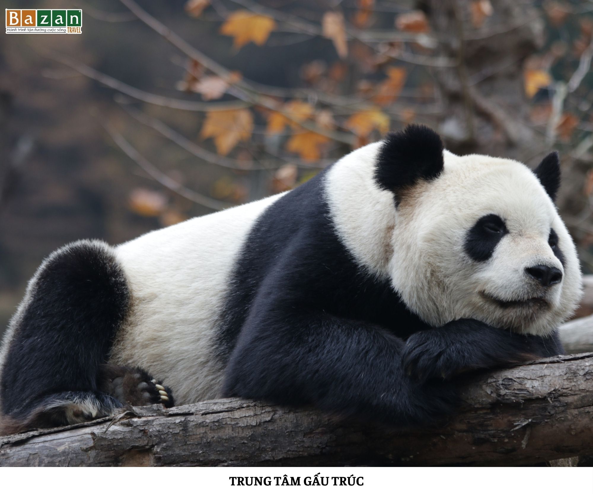 Tour Trung Quốc 6N5Đ: Thành Đô - Cửu Trại Câu - Gấu Trúc - Lạc Sơn